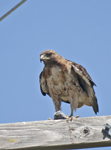 Red tailed Hawk